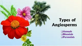 Types of Angiosperms ; Annuals , Biennials , Perennials