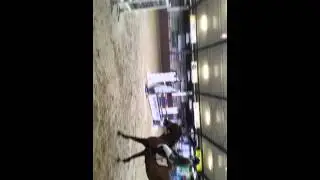 Dinanne met eclips hengst lotus x lux x voltaire x