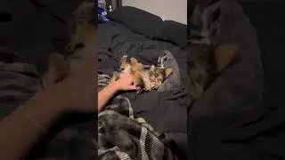 Fur child Danny 222