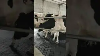 cow mat comfortable rubber mat