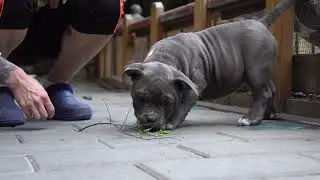 VERY STRONG COMPACT AND MASIV AMERICAN BULLY POCKET MALE AVAILABLE FOR SALE.SON MR.CUB & CRAIOVA