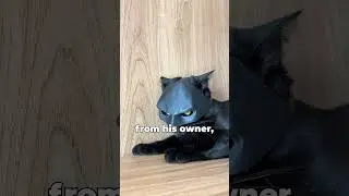 4 Surprising Facts About Black Cats!