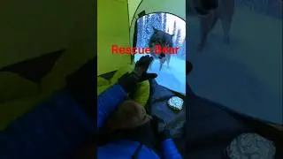 😭🐻I Sheltered a Bear Cub&hellip; and Triggered a Deadly Wolf Chase😭🐻 #bear #wildliferescue
