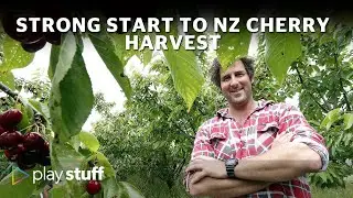 Cherries kept for New Zealanders to enjoy as company decides not to export. | Stuff.co.nz