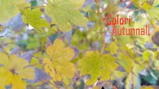 La magia degli Aceri in Autunno!