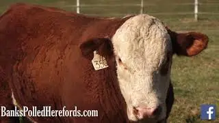 Banks Polled Herefords - Ada, OK