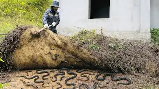Heart-Stopping Discovery: Horrifying Objects Found in an Abandoned House