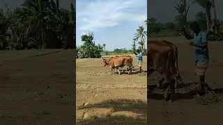 Bullock Ploughing with Field #Bullock Ploughing