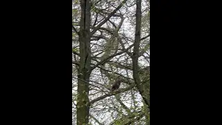 Alt Herren Treffen Im Wald