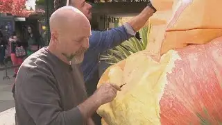 Giant pumpkin carving underway at New York Botanical Garden