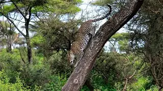 Beyond the Click | Where Dreams Meet Nature (A Photographer's Safari Story)