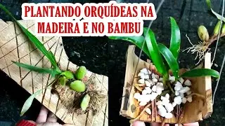 Como plantar Orquídeas no bambu e na madeira | JD Orquídeas
