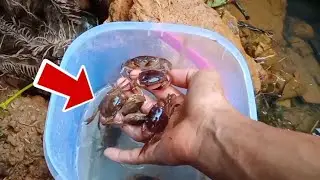 WOW‼️KEPITING SUNGAI SUKA BERSEMBUNYI DI BAWAH BATU BESAR