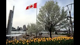 Tulips and more varieties of flowers at the Riverside, Windsor, Ontario | On Mother's Day 2022