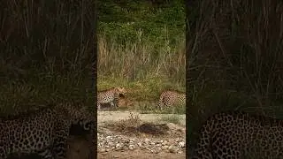 leopards of Indian Jungle #wildlife #indiansafari #leopard #tranding #viralwildlife #india #viral