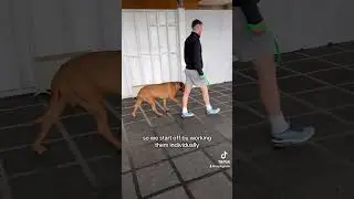 2 leash pulling Rhodesian Ridgebacks.