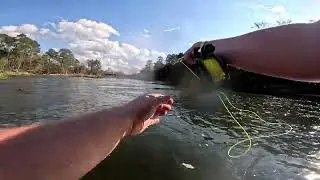 Haw River White Bass on the Fly