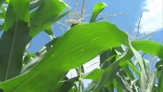 Big Knox County farm yields hurt land valuation