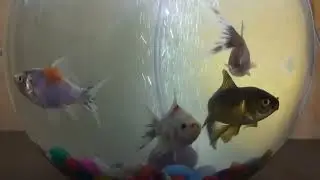 How to take care of goldfish for beginners.#goldfishhome  #fishpot #goldfishcare #goldfish#aquarium