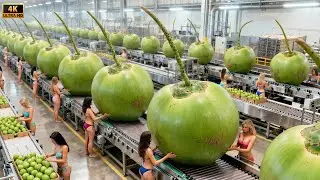 Inside a Modern Tender Coconut Factory: From Coconut Harvest to Tender Coconut Water (Full Process)