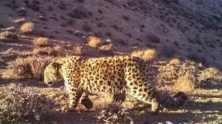 Large persian leopards