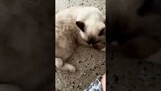 Кемек &mdash; новая суперзвезда YouTube😻 #шортынаютуб #шорты #вирусный #кот #видеонаютуб #видео