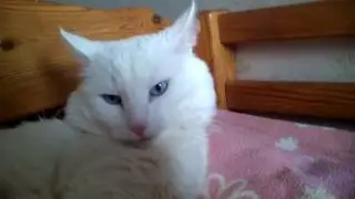 Вызав духа билла