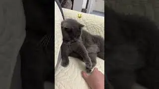 Prank the cat #trendingshorts #cat #shortvideo #viralvideo #funny #fyp #catshorts #catstory