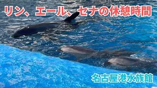 【名古屋港水族館】リン、エール、セナの休憩時間の過ごし方