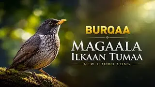 Shibbiruu Burqaa New Oromo music Ilkaan tumaa♥️♥️♥️