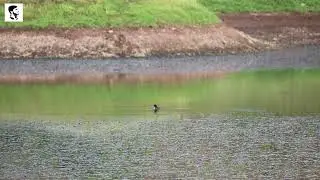 Little Grebe Pruning Feathers