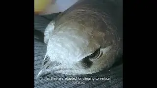 Saving a Lost Alpine Swift #shorts