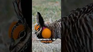 a bird that has this unique appearance! #birds #wildlife #nature #shorts