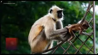 Happy social life of monkeys