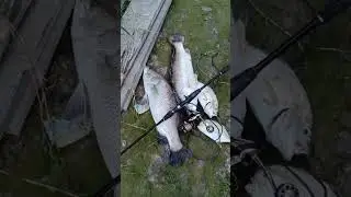 strake babon baramundi tarikn nya sangat mntap konco#anglersagala #mancingceria #castingnetfishing
