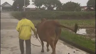Một ngày đi chăn bò p1