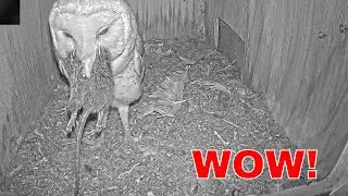 😱🦉 Massive Rat Swallowed in Seconds by Barn Owl Caught on Cam