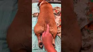 oh my dog #dogs #pets #dogdrama #funny #shorts