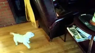 Messi bark