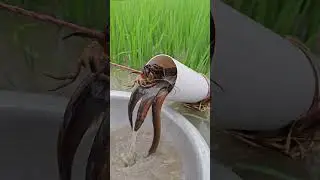 Unique Fishing Technique
