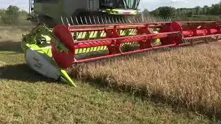 CLAAS Lexion 7700 & 1080 Convio Flex undersown spring barley