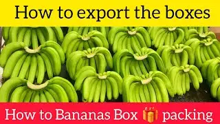 Box packing for Srinagar in Kashmir // super quality bananas harvesting in India Maharashtra