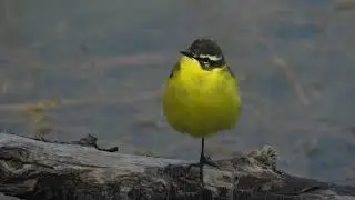 Cutrettola