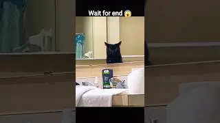No Thoughts, Just Confusion 💀#shorts #cat #confusedcat #nothoughts #just #confusion