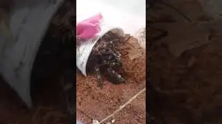 #tarantula #tarantulas #spider #tarantulasofinstagram #arachnid #tarantulalove #spiders #