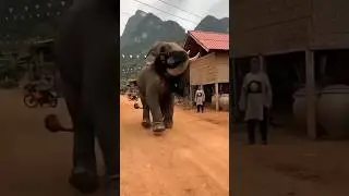 Giant Elephant Walks Through Village 😱🐘 | Shocking Close Encounter #Shorts