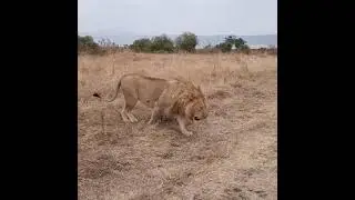 Huge young male lion | Ngorongoro Crater, #shorts