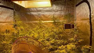 White Widow x Candy Cain, Gorilla Skittles, Turp Daddy Feeding week 3 explosion. ￼