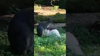 Unique white kangaroo #shorts