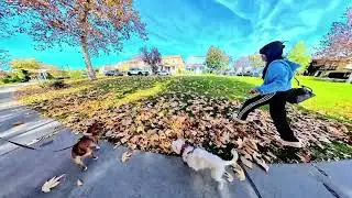 Dogs Running thru Leaves